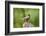 American Robin-Gary Carter-Framed Photographic Print