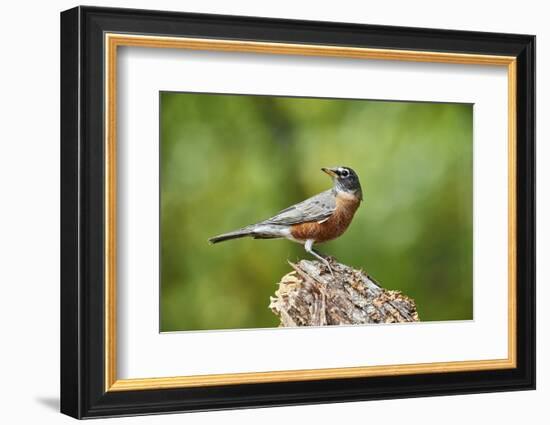 American Robin-Gary Carter-Framed Photographic Print