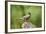 American Robin-Gary Carter-Framed Photographic Print