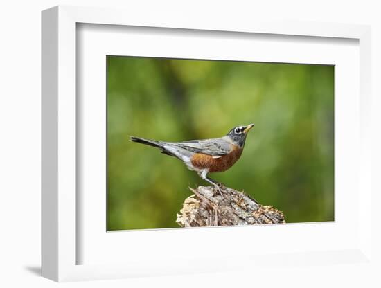 American Robin-Gary Carter-Framed Photographic Print