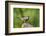 American Robin-Gary Carter-Framed Photographic Print