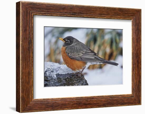 American Robin-Gary Carter-Framed Photographic Print