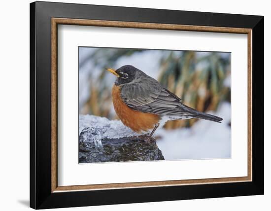 American Robin-Gary Carter-Framed Photographic Print