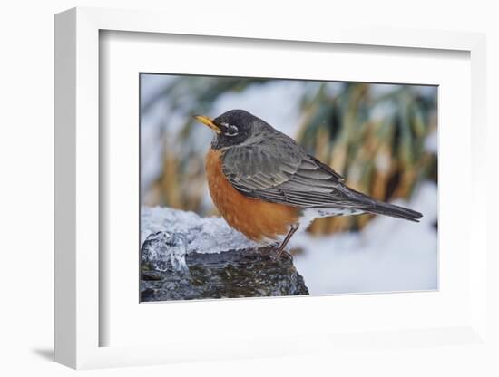 American Robin-Gary Carter-Framed Photographic Print