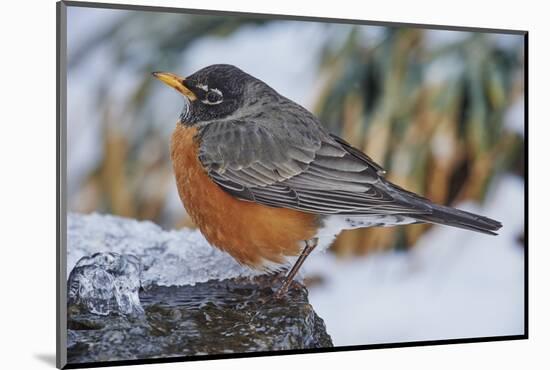 American Robin-Gary Carter-Mounted Photographic Print