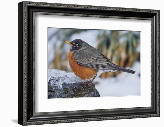 American Robin-Gary Carter-Framed Photographic Print