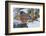 American Robin-Gary Carter-Framed Photographic Print