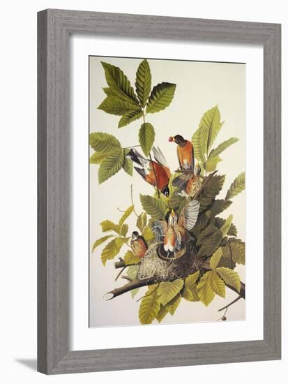 American Robin-John James Audubon-Framed Art Print