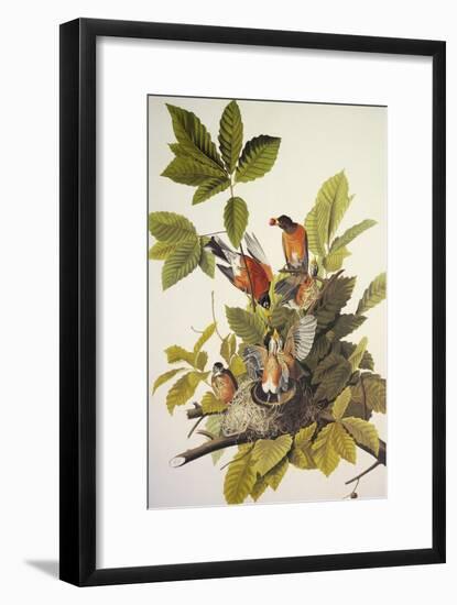 American Robin-John James Audubon-Framed Art Print