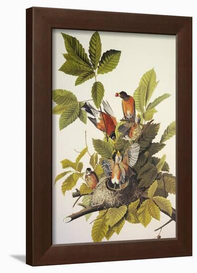 American Robin-John James Audubon-Framed Art Print