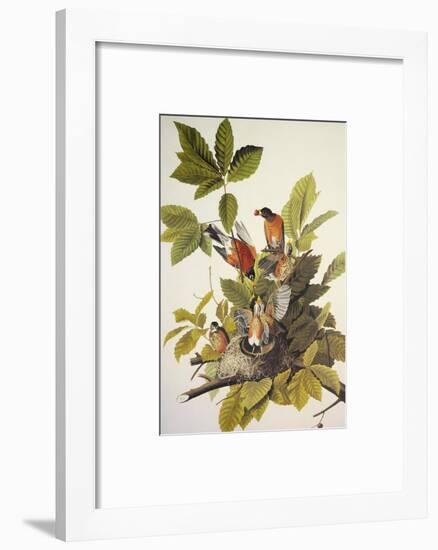 American Robin-John James Audubon-Framed Art Print