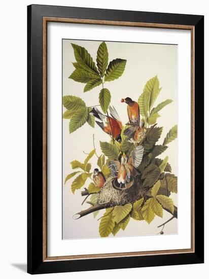 American Robin-John James Audubon-Framed Art Print