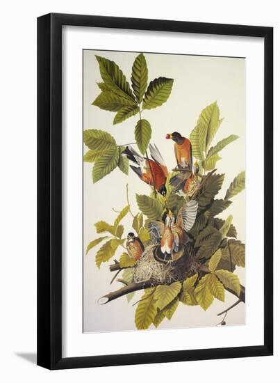 American Robin-John James Audubon-Framed Art Print