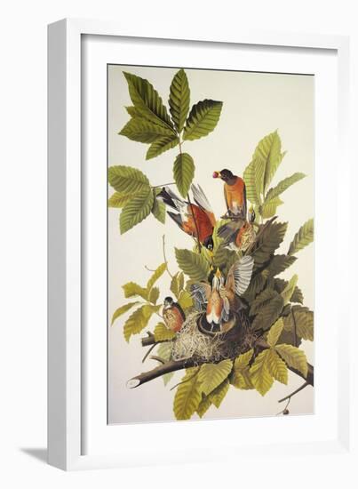 American Robin-John James Audubon-Framed Art Print