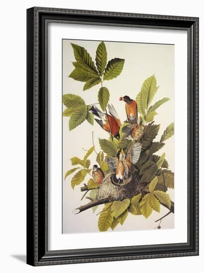 American Robin-John James Audubon-Framed Art Print