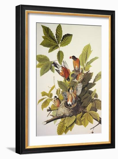 American Robin-John James Audubon-Framed Art Print