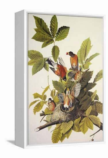 American Robin-John James Audubon-Framed Stretched Canvas