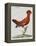 American Rooster, 1784-Juan Bautista Bru De Ramon-Framed Premier Image Canvas