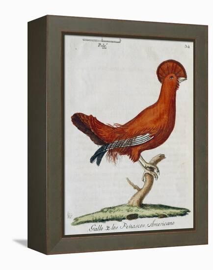 American Rooster, 1784-Juan Bautista Bru De Ramon-Framed Premier Image Canvas