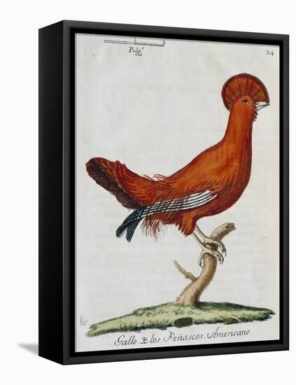 American Rooster, 1784-Juan Bautista Bru De Ramon-Framed Premier Image Canvas