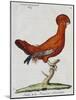 American Rooster, 1784-Juan Bautista Bru De Ramon-Mounted Giclee Print