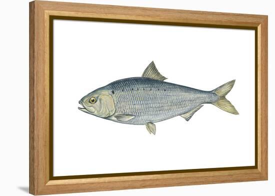 American Shad (Alosa Sapidissima), Fishes-Encyclopaedia Britannica-Framed Stretched Canvas