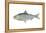 American Shad (Alosa Sapidissima), Fishes-Encyclopaedia Britannica-Framed Stretched Canvas