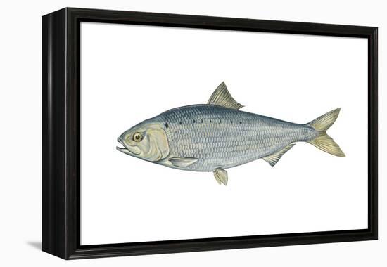 American Shad (Alosa Sapidissima), Fishes-Encyclopaedia Britannica-Framed Stretched Canvas