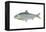 American Shad (Alosa Sapidissima), Fishes-Encyclopaedia Britannica-Framed Stretched Canvas