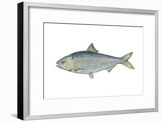 American Shad (Alosa Sapidissima), Fishes-Encyclopaedia Britannica-Framed Art Print