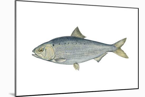 American Shad (Alosa Sapidissima), Fishes-Encyclopaedia Britannica-Mounted Art Print