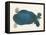 American Softshell Turtle or Trionyx, Formerly Called Blue Turtle, 1881 (Graphite and Watercolour)-Aloys Zotl-Framed Premier Image Canvas