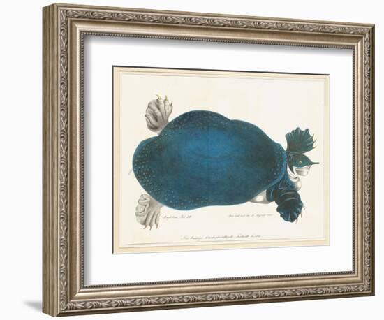 American Softshell Turtle or Trionyx, Formerly Called Blue Turtle, 1881 (Graphite and Watercolour)-Aloys Zotl-Framed Giclee Print