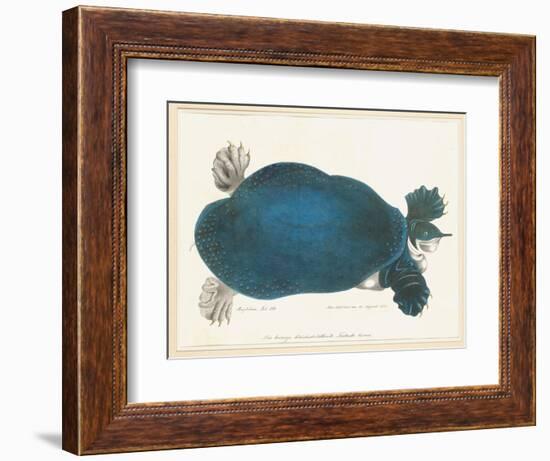 American Softshell Turtle or Trionyx, Formerly Called Blue Turtle, 1881 (Graphite and Watercolour)-Aloys Zotl-Framed Giclee Print