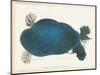 American Softshell Turtle or Trionyx, Formerly Called Blue Turtle, 1881 (Graphite and Watercolour)-Aloys Zotl-Mounted Giclee Print