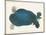 American Softshell Turtle or Trionyx, Formerly Called Blue Turtle, 1881 (Graphite and Watercolour)-Aloys Zotl-Mounted Giclee Print