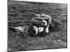 American Soldier and English Girlfriend Blissfully Embracing on Lawn in Hyde Park-Ralph Morse-Mounted Photographic Print