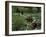 American Soldiers Wade Through Marshy Area During the Vietnam War-Paul Schutzer-Framed Photographic Print