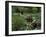 American Soldiers Wade Through Marshy Area During the Vietnam War-Paul Schutzer-Framed Photographic Print