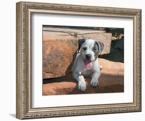American Staffordshire Terrier Puppy Portrait-Zandria Muench Beraldo-Framed Photographic Print