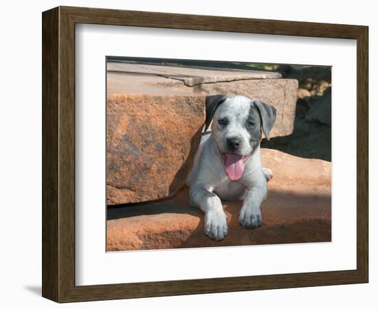 American Staffordshire Terrier Puppy Portrait-Zandria Muench Beraldo-Framed Photographic Print