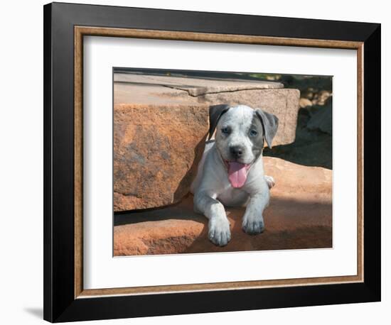 American Staffordshire Terrier Puppy Portrait-Zandria Muench Beraldo-Framed Photographic Print