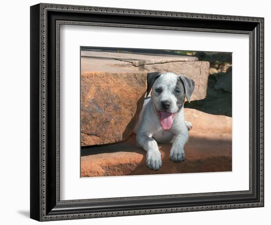 American Staffordshire Terrier Puppy Portrait-Zandria Muench Beraldo-Framed Photographic Print