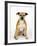 American Staffordshire Terrier Staffy Sitting Portrait-Petra Wegner-Framed Photographic Print