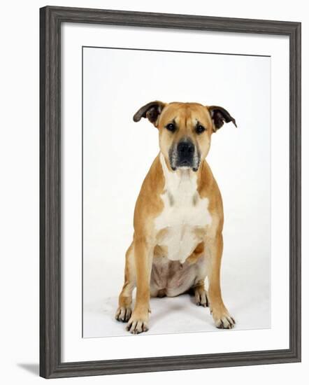 American Staffordshire Terrier Staffy Sitting Portrait-Petra Wegner-Framed Photographic Print