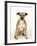 American Staffordshire Terrier Staffy Sitting Portrait-Petra Wegner-Framed Photographic Print