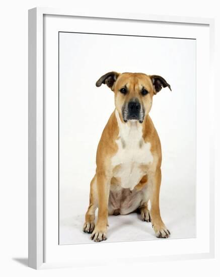 American Staffordshire Terrier Staffy Sitting Portrait-Petra Wegner-Framed Photographic Print