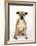 American Staffordshire Terrier Staffy Sitting Portrait-Petra Wegner-Framed Photographic Print