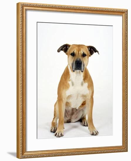 American Staffordshire Terrier Staffy Sitting Portrait-Petra Wegner-Framed Photographic Print