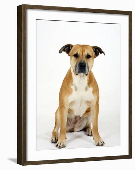 American Staffordshire Terrier Staffy Sitting Portrait-Petra Wegner-Framed Photographic Print